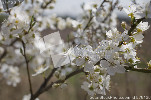 Image of sakura
