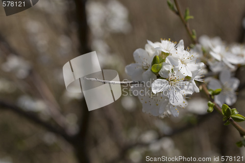 Image of sakura