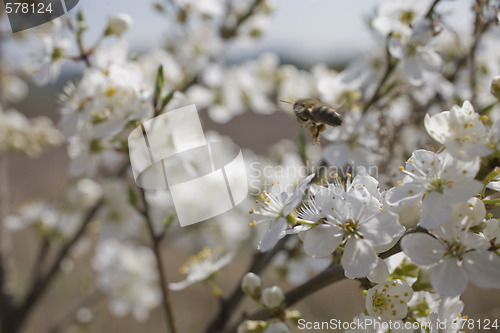 Image of sakura