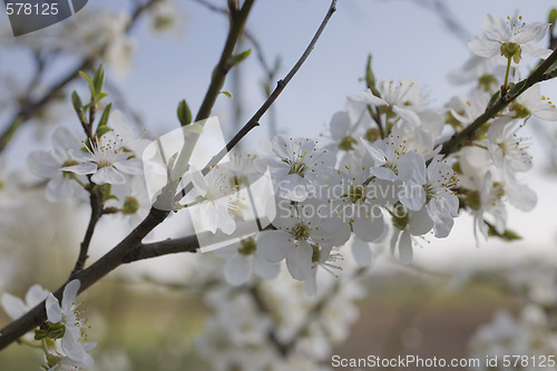 Image of sakura