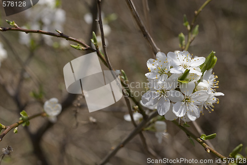 Image of sakura