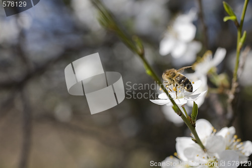 Image of sakura