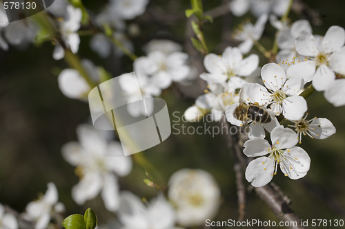 Image of sakura
