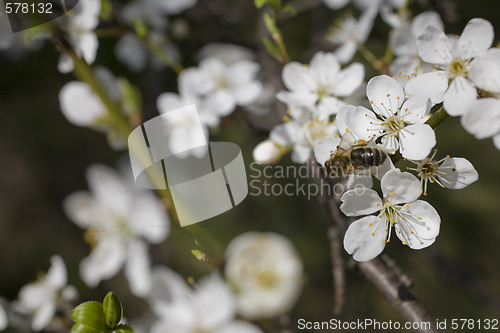 Image of sakura