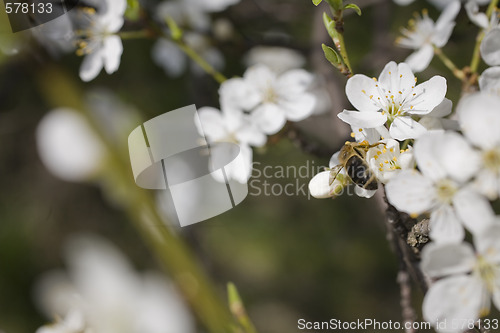 Image of sakura
