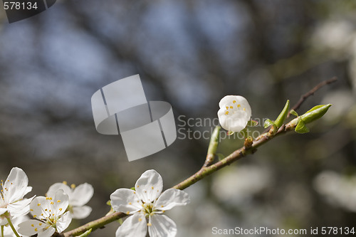 Image of sakura