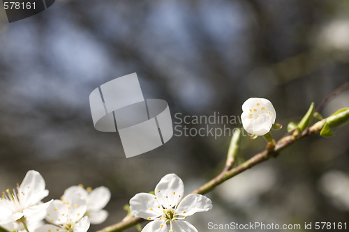Image of sakura