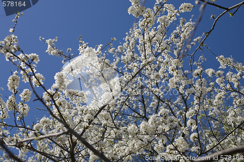 Image of sakura