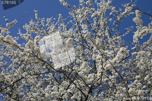 Image of sakura