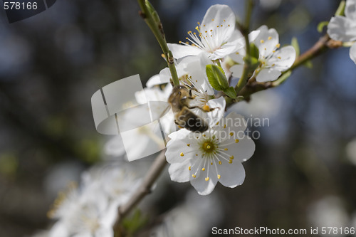 Image of sakura