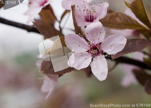 Image of sakura