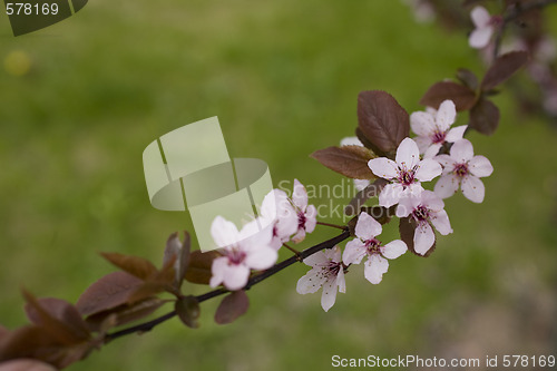 Image of sakura