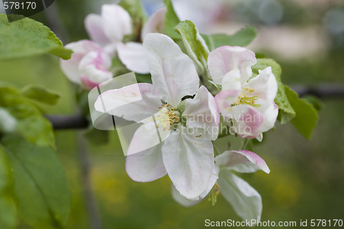 Image of sakura