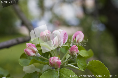 Image of sakura