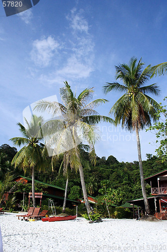 Image of Coconut Tree at Beach