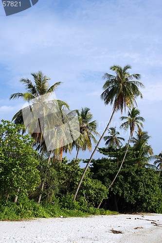 Image of Coconut Tree at Beach