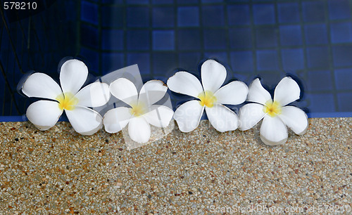 Image of Frangipani