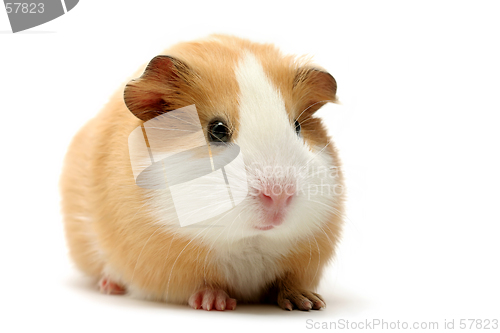 Image of guinea pig over white