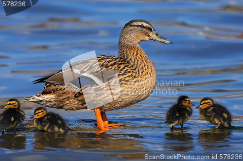 Image of Mallard duck with ducklings