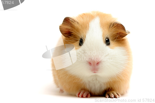 Image of guinea pig over white