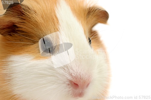 Image of guinea pig closeup over white