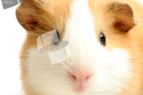 Image of guinea pig closeup over white