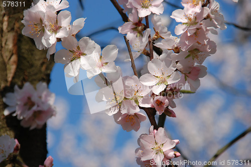 Image of Spring 1