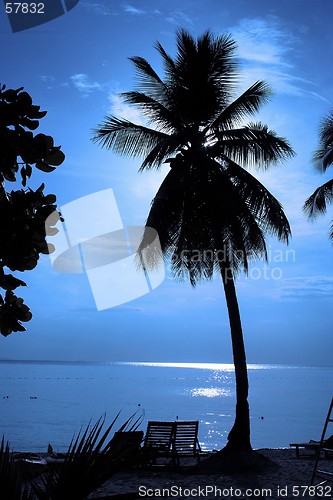 Image of Coconut Tree Silhouette