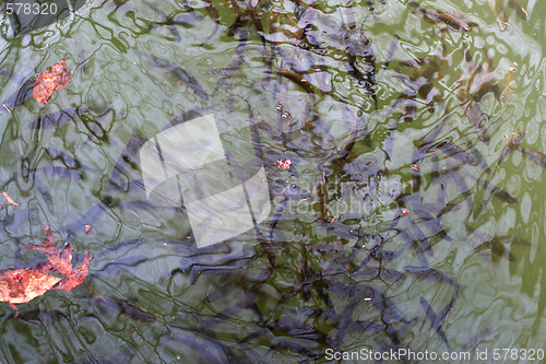 Image of Tons of Fish