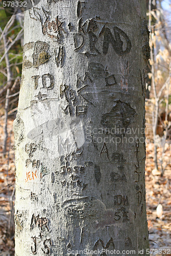 Image of tree carvings 