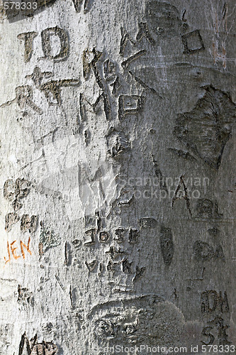 Image of tree carvings 