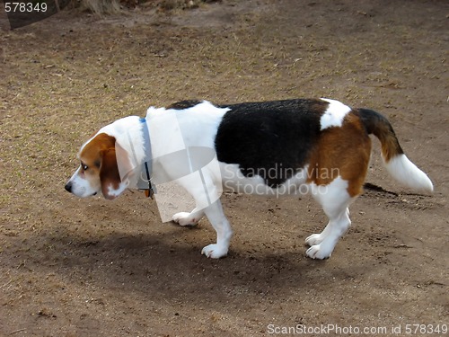 Image of Naughty Beagle