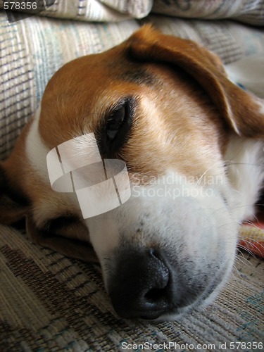 Image of Sleepy Beagle