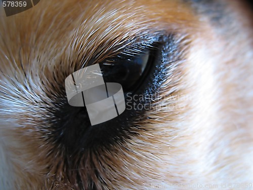 Image of Sleepy Beagle Eye Macro