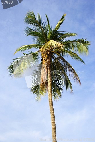 Image of Coconut Tree