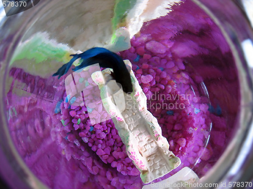 Image of Betta Fish Bowl