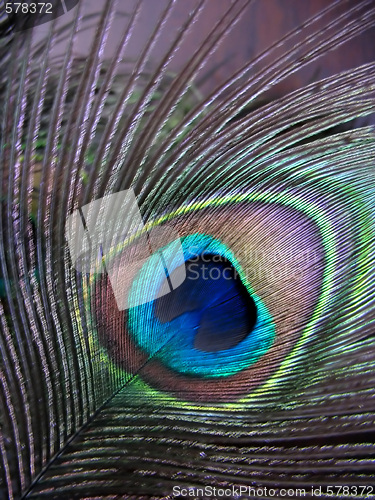 Image of peacock feather