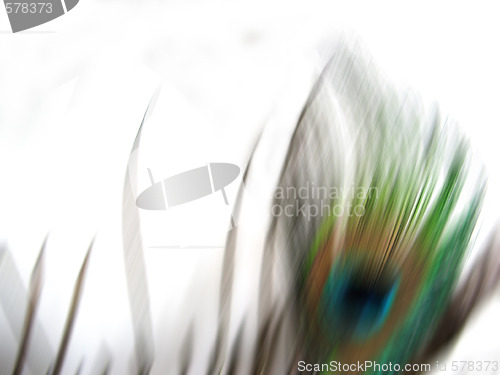 Image of Isolated Peacock Blur