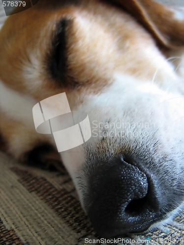 Image of Sleepy Beagle Nose