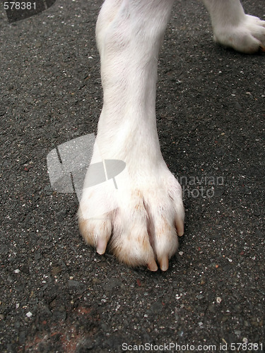 Image of Doggie Paw