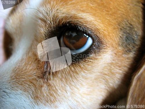 Image of Cute Beagle - Macro