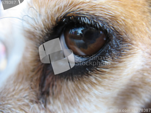 Image of Beagle's Eye - Macro