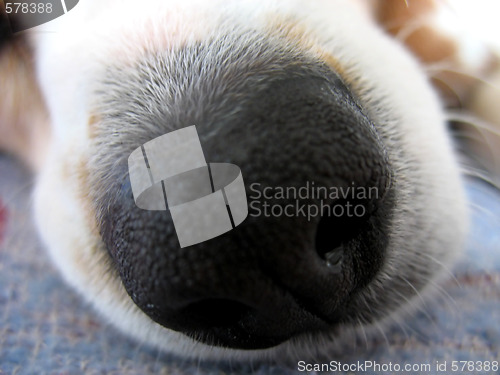 Image of Beagle Nose Macro