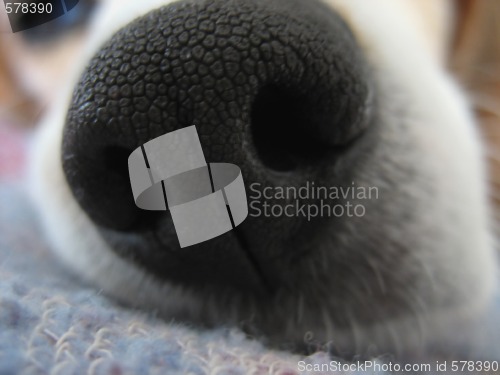 Image of Beagle Nose