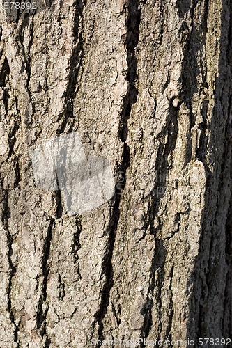 Image of tree bark 