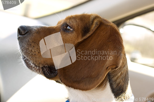 Image of Beagle Portrait