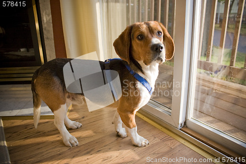 Image of Beagle Pup