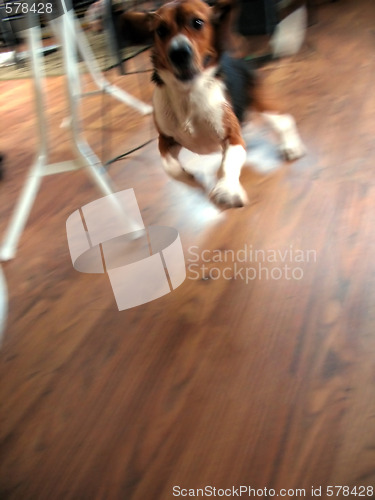 Image of zippy beagle