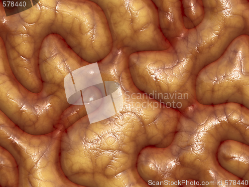 Image of 3d brains