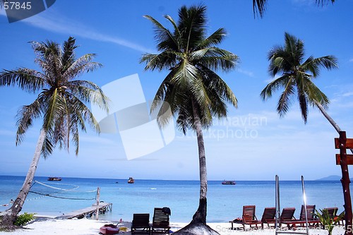 Image of Coconut Trees